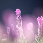 Coeur de Lavande Image